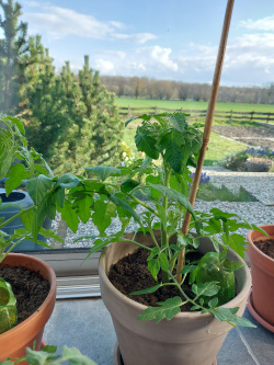 Tomatenpflanze 2