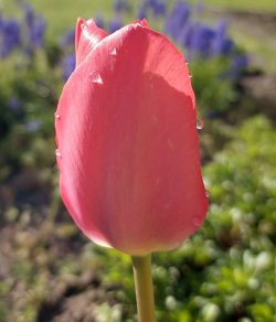 Tulpe